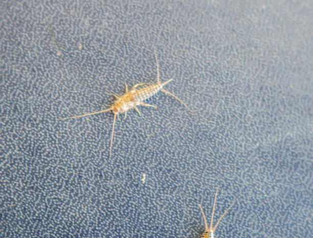 Skadedyrkontroll 1 Kristiansand